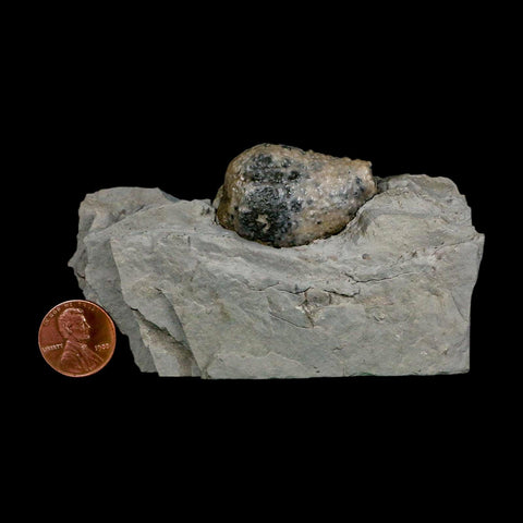 1.4" Holocystites Sp Crinoid In Matrix Fossil Silurian Age Osgood Shale Napoleon Indiana - Fossil Age Minerals