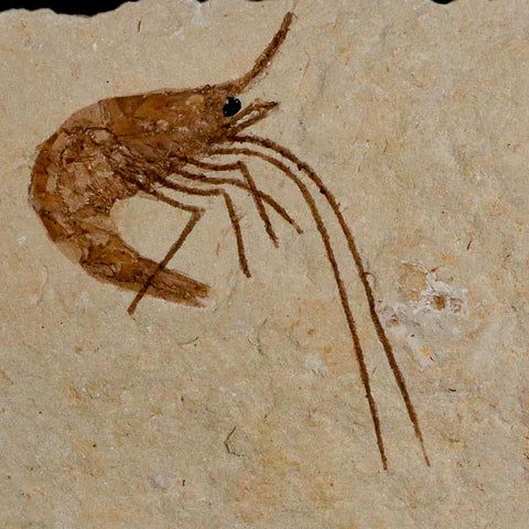 1.7" Fossil Shrimp Carpopenaeus Cretaceous Age 100 Mil Yrs Old Lebanon COA - Fossil Age Minerals