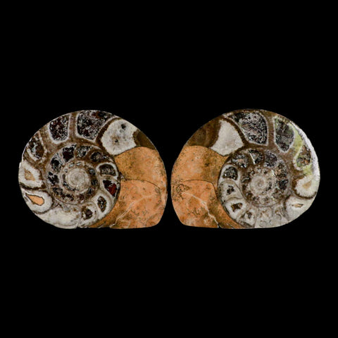 2.7" Goniatite Ammonite Fossil Polished, Cut Half's Erfoud Morocco Devonian Age COA - Fossil Age Minerals
