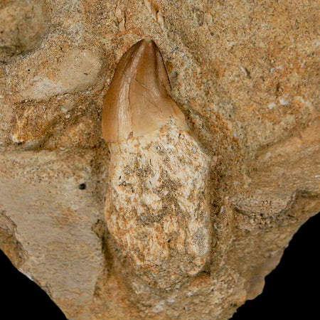 1.8" Mosasaur Prognathodon Fossil Tooth Rooted In Matrix Cretaceous Dinosaur Era