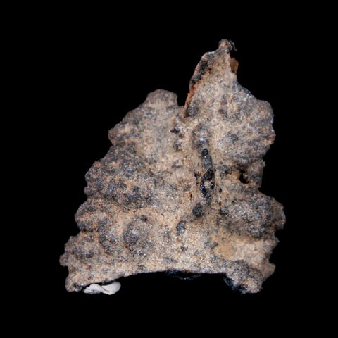 1.5" Fulgurite Petrified Lighting Strike Sahara Desert Morocco - Fossil Age Minerals
