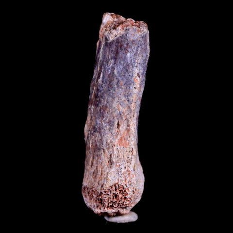 1.2" Crocodile Fossil Ankle Bone Hell Creek FM Cretaceous Dinosaur Age MT - Fossil Age Minerals