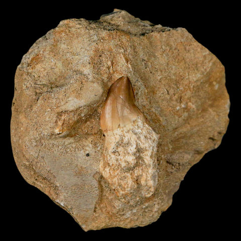 1.8" Mosasaur Prognathodon Fossil Tooth Rooted In Matrix Cretaceous Dinosaur Era