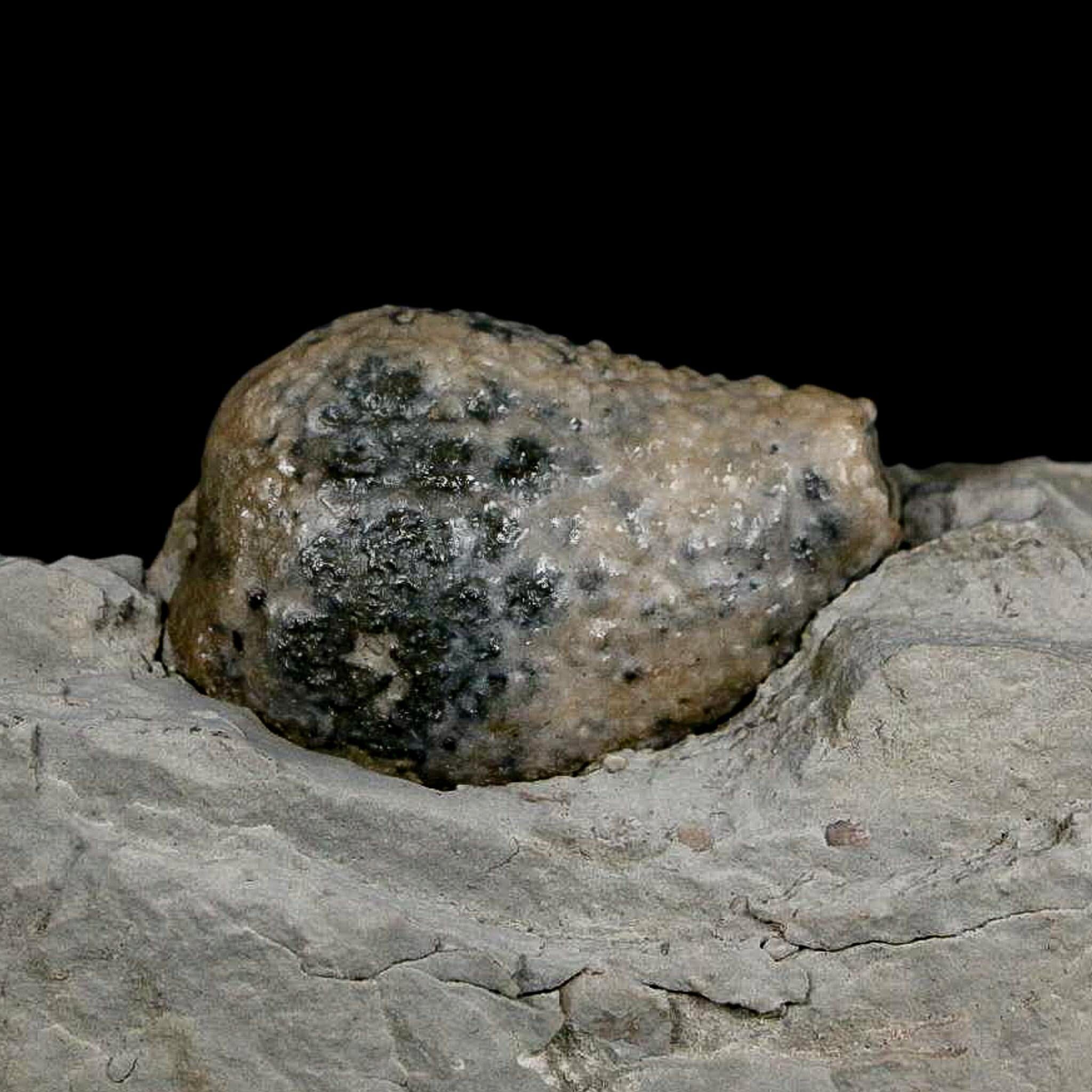 1.4" Holocystites Sp Crinoid In Matrix Fossil Silurian Age Osgood Shale Napoleon Indiana - Fossil Age Minerals