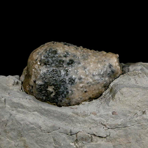 1.4" Holocystites Sp Crinoid In Matrix Fossil Silurian Age Osgood Shale Napoleon Indiana - Fossil Age Minerals