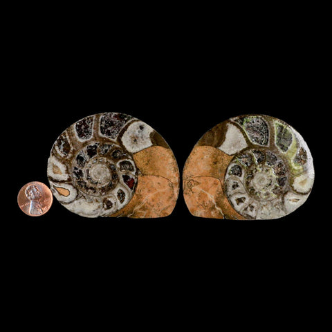 2.7" Goniatite Ammonite Fossil Polished, Cut Half's Erfoud Morocco Devonian Age COA - Fossil Age Minerals