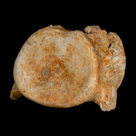 3.2" Plesiosaur Fossil Vertebrae Cretaceous Dinosaur Era Morocco Zarafasaura COA - Fossil Age Minerals