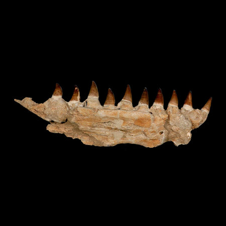 19.5" Mosasaur Prognathodon Fossil Jaw Section Teeth Cretaceous Dinosaur Era COA