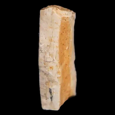 0.6" Tyrannosaurus Rex Fossil Tooth Section Lance Creek FM Cretaceous Dinosaur WY COA - Fossil Age Minerals