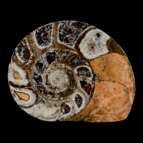 2.7" Goniatite Ammonite Fossil Polished, Cut Half's Erfoud Morocco Devonian Age COA - Fossil Age Minerals
