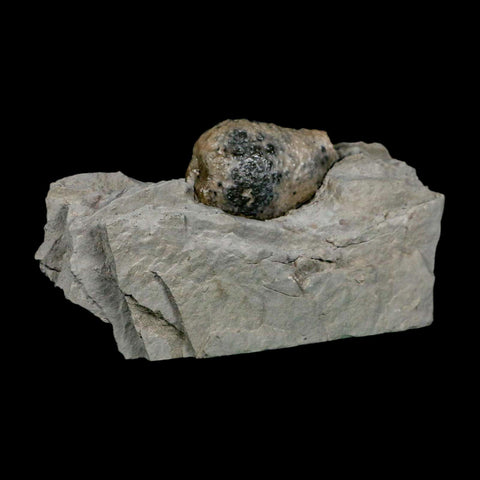1.4" Holocystites Sp Crinoid In Matrix Fossil Silurian Age Osgood Shale Napoleon Indiana - Fossil Age Minerals