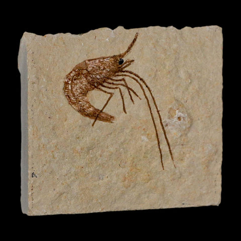 1.7" Fossil Shrimp Carpopenaeus Cretaceous Age 100 Mil Yrs Old Lebanon COA - Fossil Age Minerals