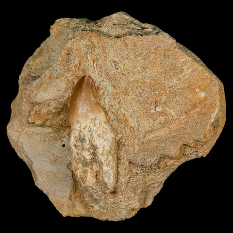 1.8" Mosasaur Prognathodon Fossil Tooth Rooted In Matrix Cretaceous Dinosaur Era