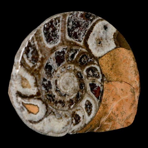 2.7" Goniatite Ammonite Fossil Polished, Cut Half's Erfoud Morocco Devonian Age COA - Fossil Age Minerals