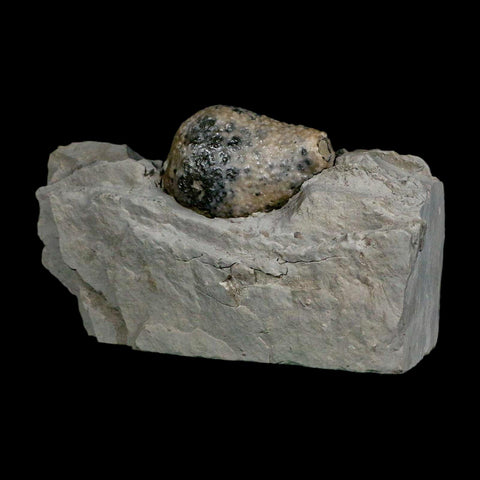 1.4" Holocystites Sp Crinoid In Matrix Fossil Silurian Age Osgood Shale Napoleon Indiana - Fossil Age Minerals