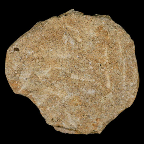 1.8" Mosasaur Prognathodon Fossil Tooth Rooted In Matrix Cretaceous Dinosaur Era