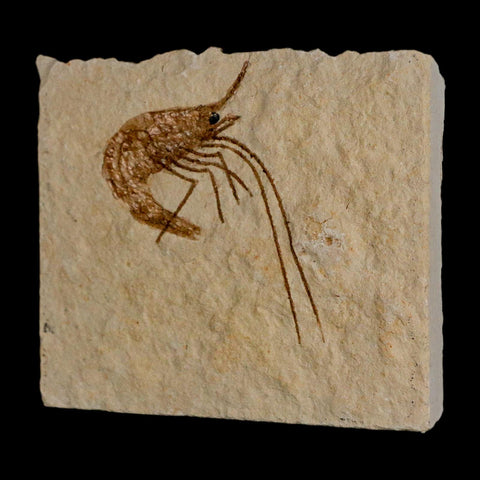 1.7" Fossil Shrimp Carpopenaeus Cretaceous Age 100 Mil Yrs Old Lebanon COA - Fossil Age Minerals