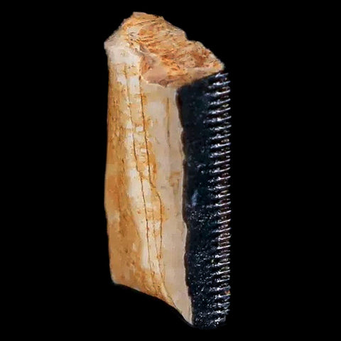 0.6" Tyrannosaurus Rex Fossil Tooth Section Lance Creek FM Cretaceous Dinosaur WY COA - Fossil Age Minerals