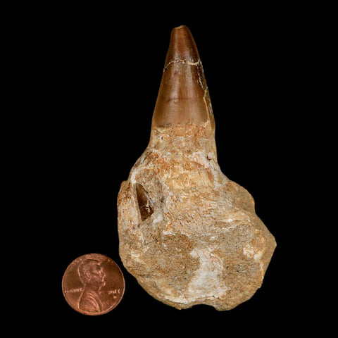 3.2" Mosasaur Prognathodon Fossil Tooth Jaw Section Cretaceous Dinosaur Era COA