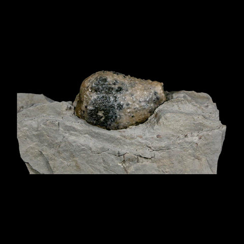 1.4" Holocystites Sp Crinoid In Matrix Fossil Silurian Age Osgood Shale Napoleon Indiana - Fossil Age Minerals