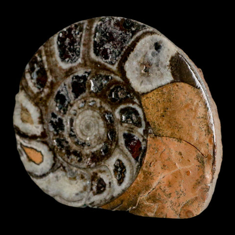 2.7" Goniatite Ammonite Fossil Polished, Cut Half's Erfoud Morocco Devonian Age COA - Fossil Age Minerals
