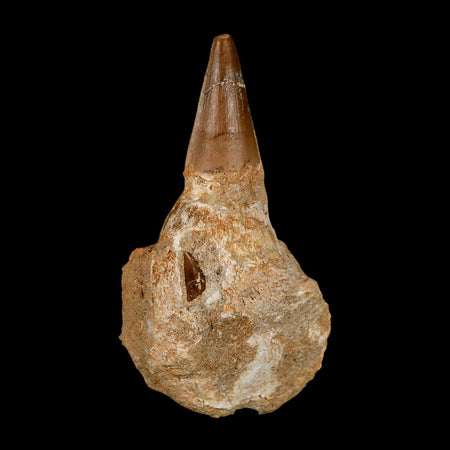 3.2" Mosasaur Prognathodon Fossil Tooth Jaw Section Cretaceous Dinosaur Era COA