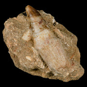 1.8" Mosasaur Prognathodon Fossil Tooth Rooted In Matrix Cretaceous Dinosaur Era