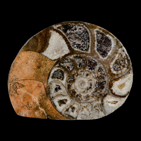 2.7" Goniatite Ammonite Fossil Polished, Cut Half's Erfoud Morocco Devonian Age COA - Fossil Age Minerals