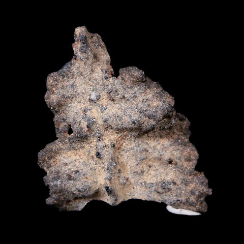 1.5" Fulgurite Petrified Lighting Strike Sahara Desert Morocco - Fossil Age Minerals