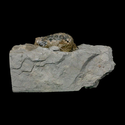 1.4" Holocystites Sp Crinoid In Matrix Fossil Silurian Age Osgood Shale Napoleon Indiana - Fossil Age Minerals