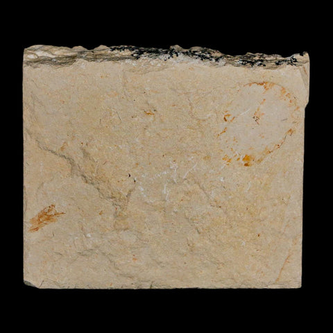 1.7" Fossil Shrimp Carpopenaeus Cretaceous Age 100 Mil Yrs Old Lebanon COA - Fossil Age Minerals