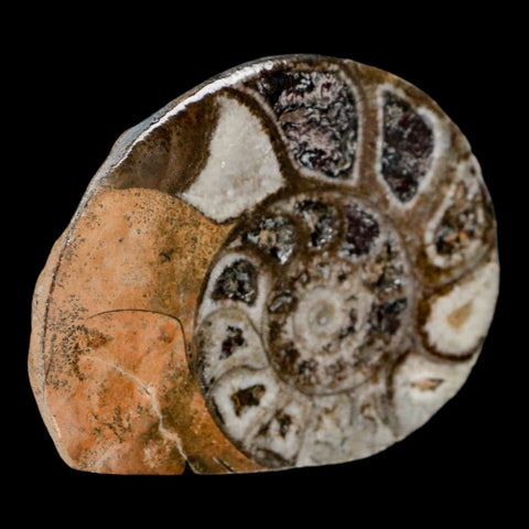 2.7" Goniatite Ammonite Fossil Polished, Cut Half's Erfoud Morocco Devonian Age COA - Fossil Age Minerals
