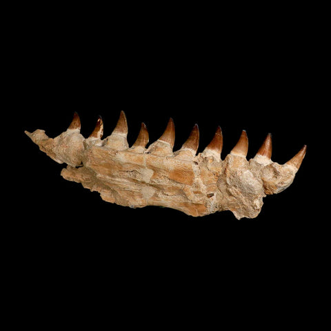 19.5" Mosasaur Prognathodon Fossil Jaw Section Teeth Cretaceous Dinosaur Era COA