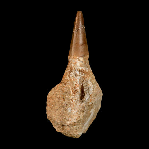 3.2" Mosasaur Prognathodon Fossil Tooth Jaw Section Cretaceous Dinosaur Era COA