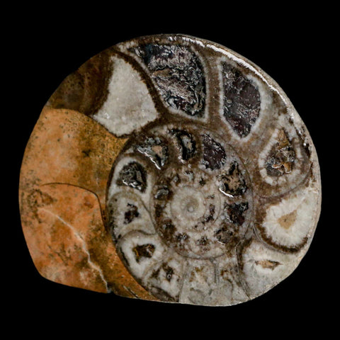 2.7" Goniatite Ammonite Fossil Polished, Cut Half's Erfoud Morocco Devonian Age COA - Fossil Age Minerals