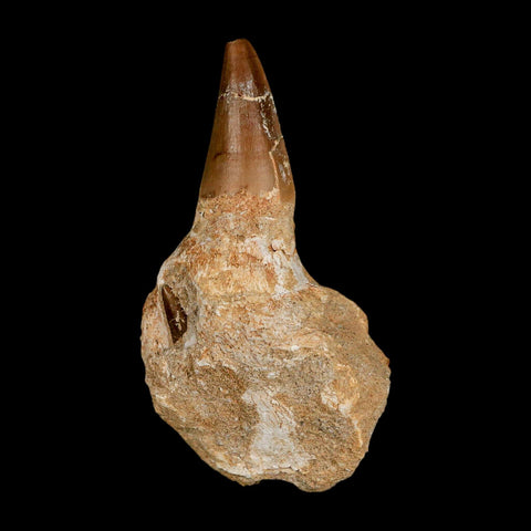 3.2" Mosasaur Prognathodon Fossil Tooth Jaw Section Cretaceous Dinosaur Era COA