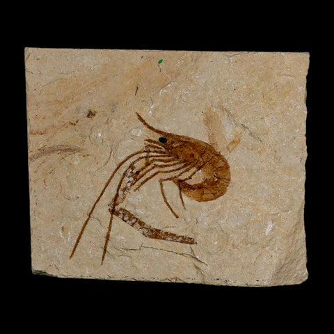 1.4" Fossil Shrimp Carpopenaeus Cretaceous Age 100 Mil Yrs Old Lebanon COA - Fossil Age Minerals