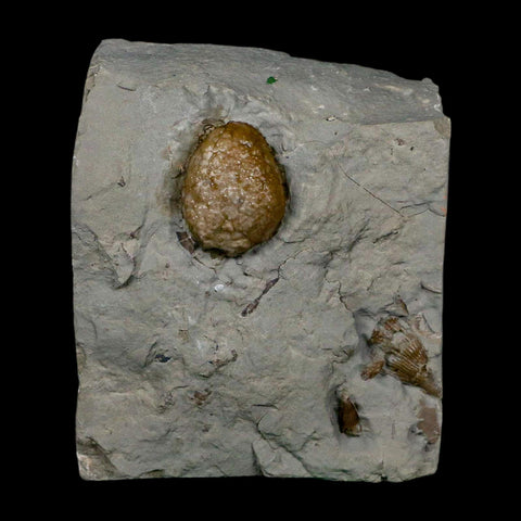 1" Holocystites Sp Crinoid In Matrix Fossil Silurian Age Osgood Shale Napoleon Indiana - Fossil Age Minerals