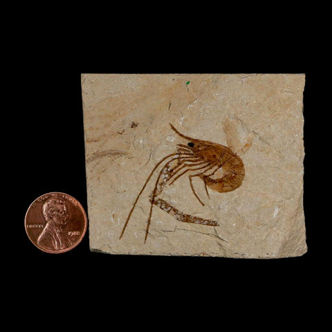 1.4" Fossil Shrimp Carpopenaeus Cretaceous Age 100 Mil Yrs Old Lebanon COA - Fossil Age Minerals