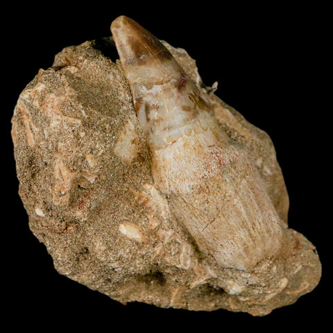 2.9" Mosasaur Prognathodon Fossil Tooth Rooted In Matrix Cretaceous Dinosaur Era - Fossil Age Minerals