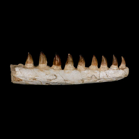 17.3" Mosasaur Prognathodon Fossil Jaw Section Teeth Cretaceous Dinosaur Era COA