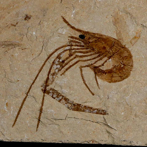 1.4" Fossil Shrimp Carpopenaeus Cretaceous Age 100 Mil Yrs Old Lebanon COA - Fossil Age Minerals