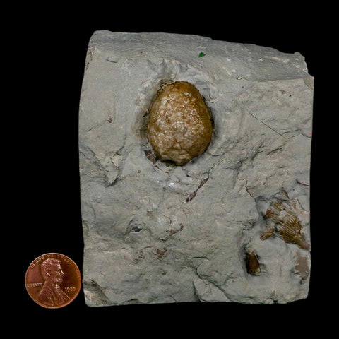 1" Holocystites Sp Crinoid In Matrix Fossil Silurian Age Osgood Shale Napoleon Indiana - Fossil Age Minerals