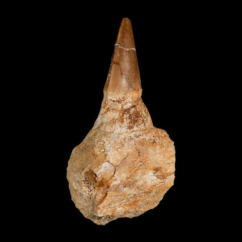 3.2" Mosasaur Prognathodon Fossil Tooth Jaw Section Cretaceous Dinosaur Era COA