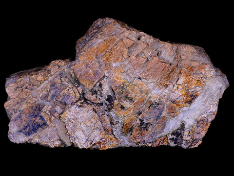 5.9" Triceratops Fossil Skull Frill Bone Lance Creek FM Cretaceous Dinosaur WY COA - Fossil Age Minerals