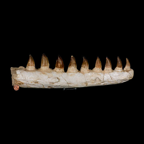 17.3" Mosasaur Prognathodon Fossil Jaw Section Teeth Cretaceous Dinosaur Era COA