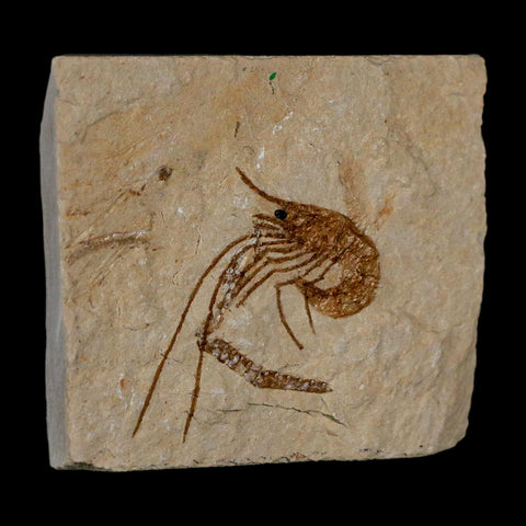 1.4" Fossil Shrimp Carpopenaeus Cretaceous Age 100 Mil Yrs Old Lebanon COA - Fossil Age Minerals