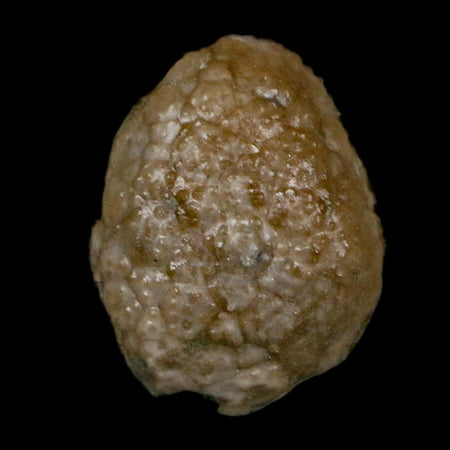 1" Holocystites Sp Crinoid In Matrix Fossil Silurian Age Osgood Shale Napoleon Indiana