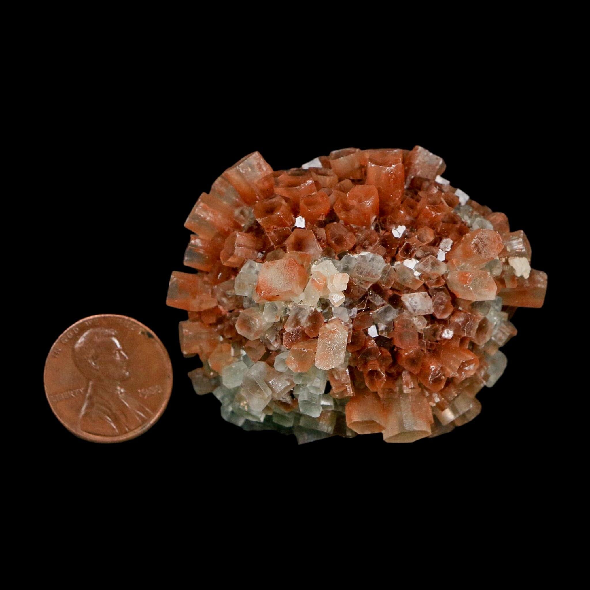 2.1" Aragonite Mineral Two Tone Crystal Cluster Specimen Tazouta Morocco - Fossil Age Minerals