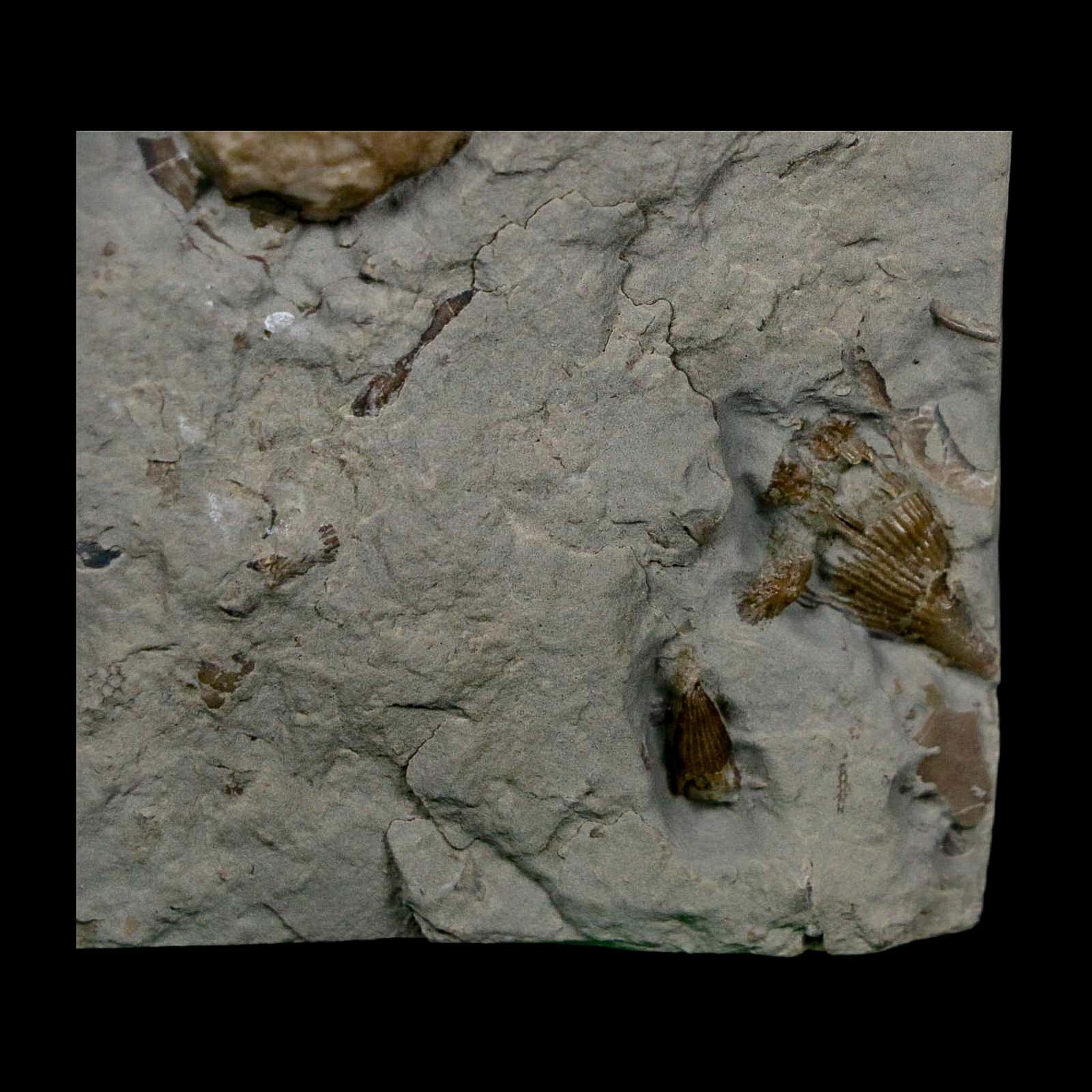 1" Holocystites Sp Crinoid In Matrix Fossil Silurian Age Osgood Shale Napoleon Indiana - Fossil Age Minerals